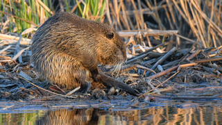 Beaver rehabilitating at woman's home keeps building dams out of her stuff